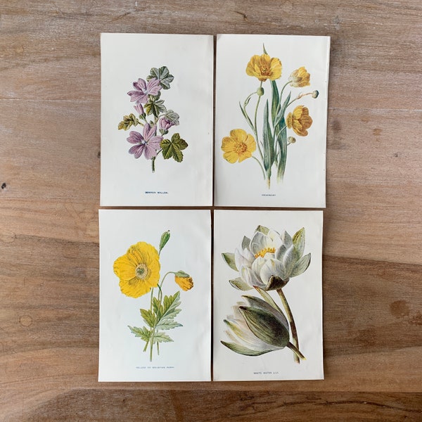1905 Original Botanischer Antiker Chromolithograph 4er-Set, Weiße Seerose, Bergmohn, Speerwurz, Malve, Vintage minimalistische Botanik