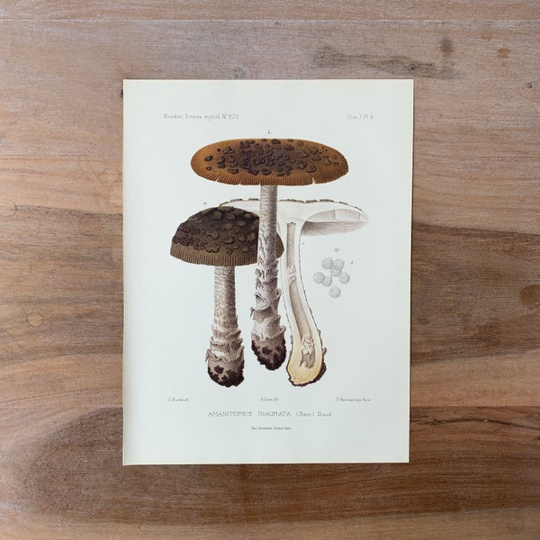 1905 Original Vintage Lithograph with Mushrooms, snakeskin grisette print, Antique Botanical Illustration, Modern Farmhouse Kitchen Decor