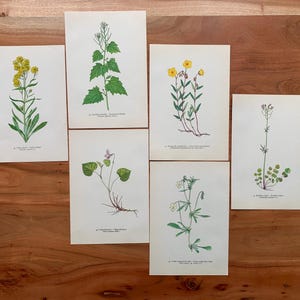 Può includere: Set di sei stampe botaniche con illustrazioni dettagliate di vari fiori selvatici. Ogni stampa presenta una pianta diversa con foglie verdi vibranti e fiori colorati, su sfondo bianco. Le stampe sono disposte su una superficie di legno.
