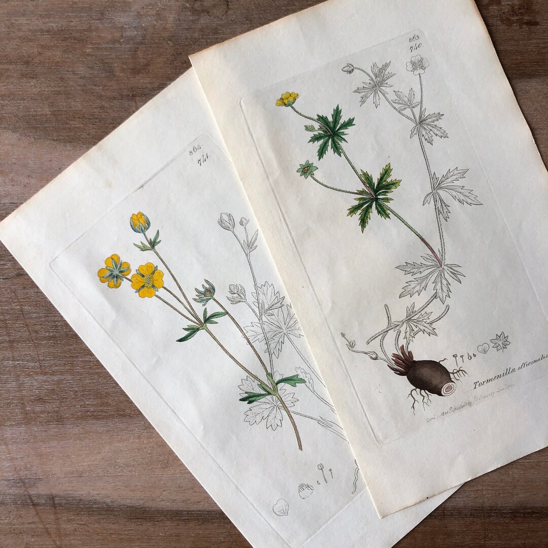 1835 Botanical Print Set of 2, Minimalistic Yellow Botany, Tormentil ...