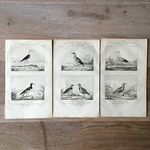 1835 Original Antique Lithographs with birds, oystercatcher, Sea Swallow illustration, Bird prints set of 3