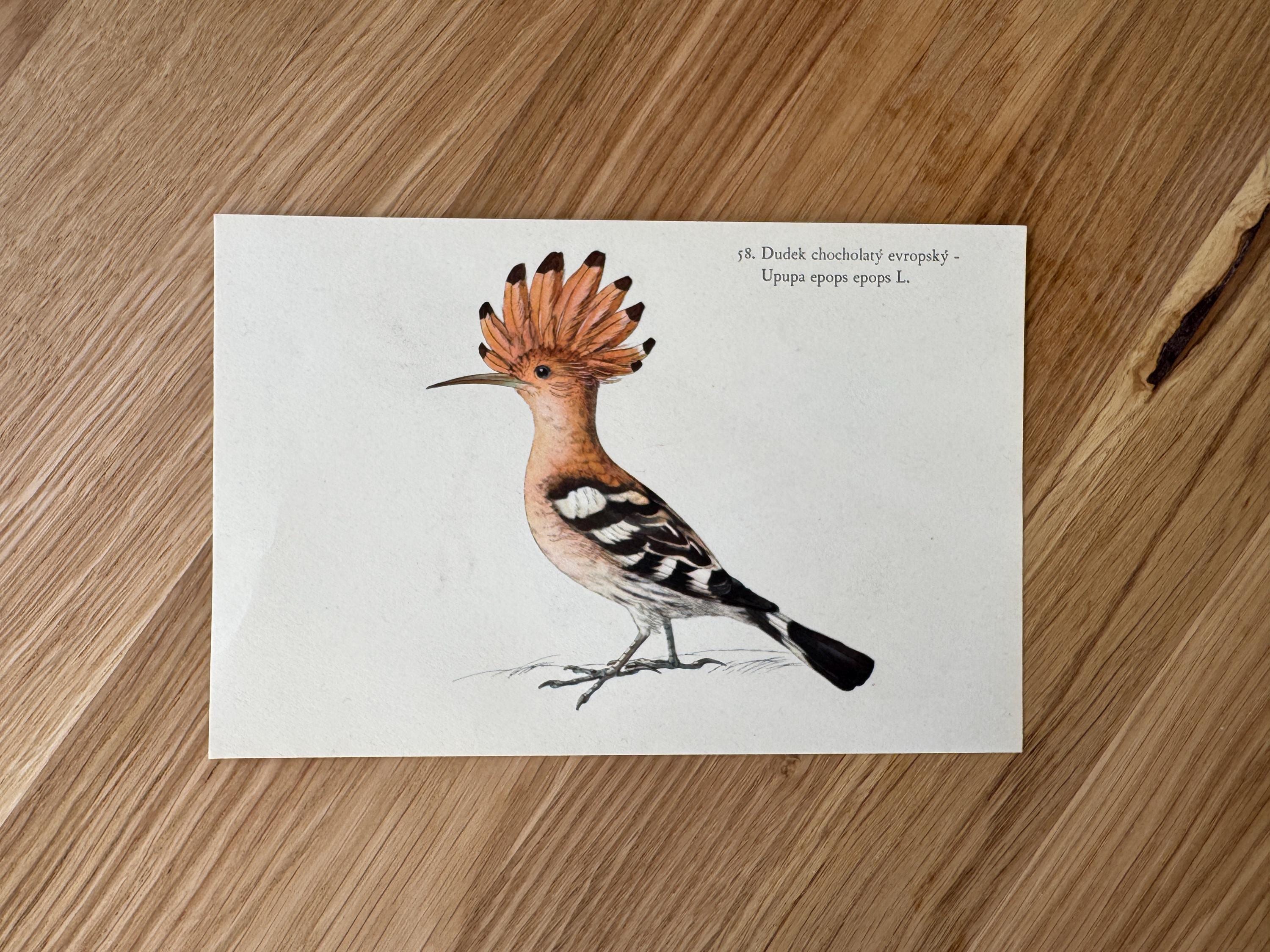 1938 Original Antique Lithograph with Barn owl and Eurasian hoopoe | Vertical Bird Print | Vintage F