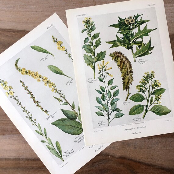 mullein and tobacco Herbal Smoking Blends: Premium Recipes for Calm, Clarity & Ceremony  Sacred Plant Co Weed of the Month: Mullein