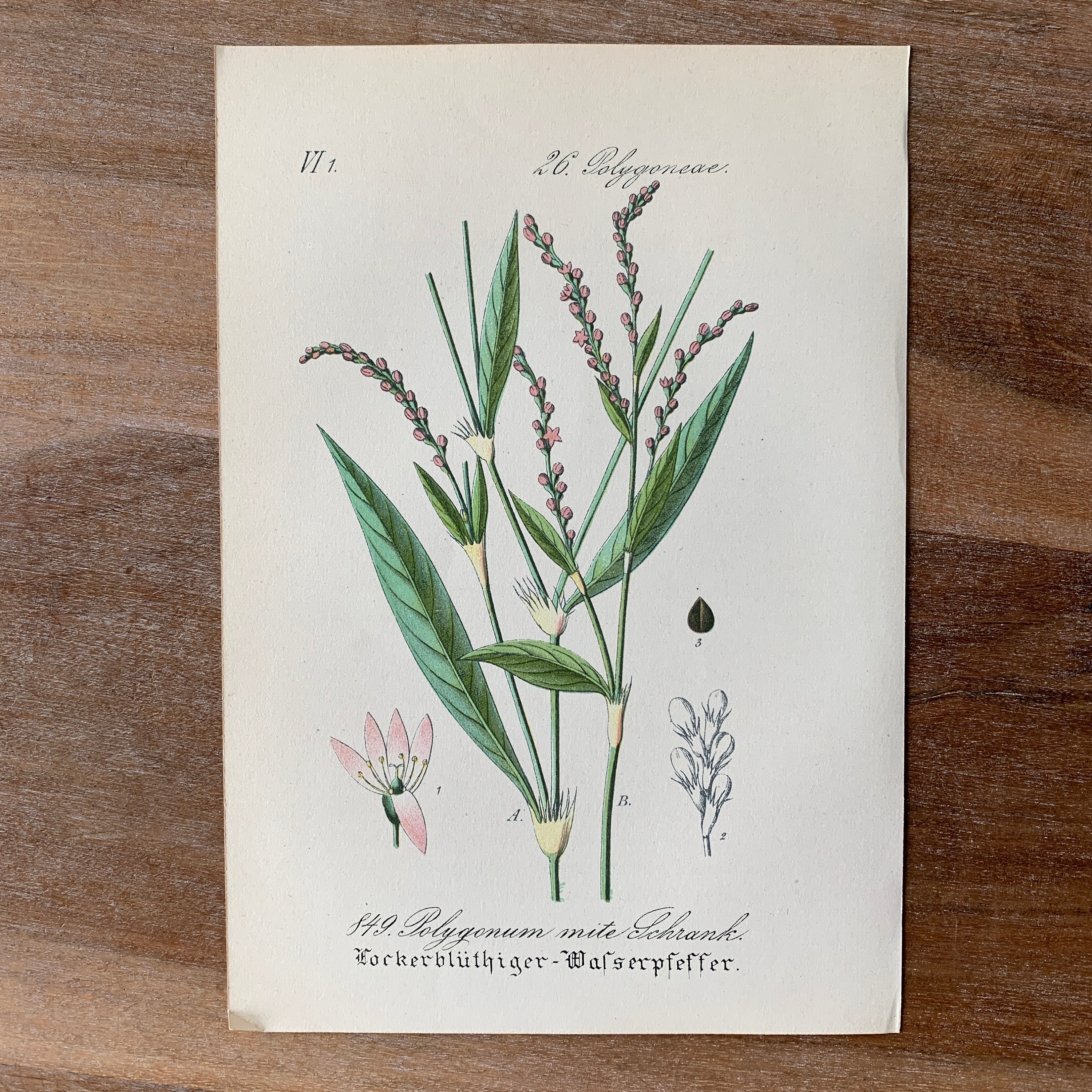 1882 Antique Botanical Lithograph Set of 6 | Vintage Medicinal