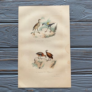 1853 Original antike Vogelgravur mit Agami-Reiher, Tinamou, Vintage-Vogelillustration, handkoloriert, 6x10 Zoll