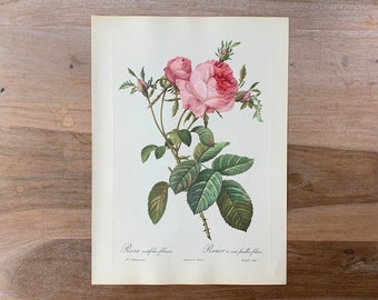 1954 Vintage Pink Rose Print | Modern Farmhouse Flowers | Large Botanical Illustration | Original Lithograph