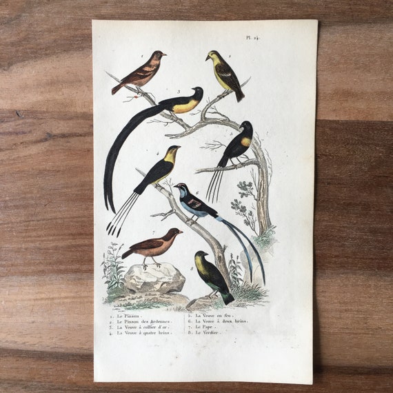 1840 Original Antique Bird Engraving, Common Chaffinch, Sahel
