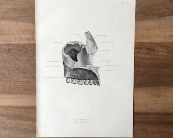 1962 Vintage Medical Print, Osteology Print, Human Body Print, Anatomy art print, Human Skull Print, structure of bones, upper jaw print
