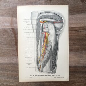 1906 Original Antique Medical Print, Human body structure, Arm illustration, Anatomy engraving, Medical Wall Art