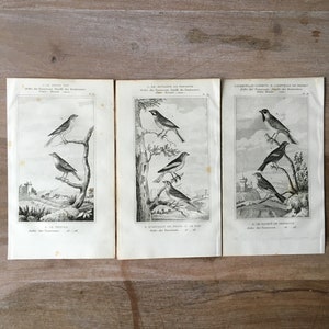 1835 Original Antique Lithographs with birds, Ortolan Reed, Gavoue of Provence illustration, Bird prints set of 3