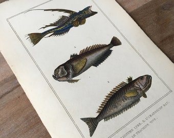 1835 Original antike Fischgravur mit Gemeiner Drache, Weever-Druck, Vintage-Fischdruck, Unterwasserwelt