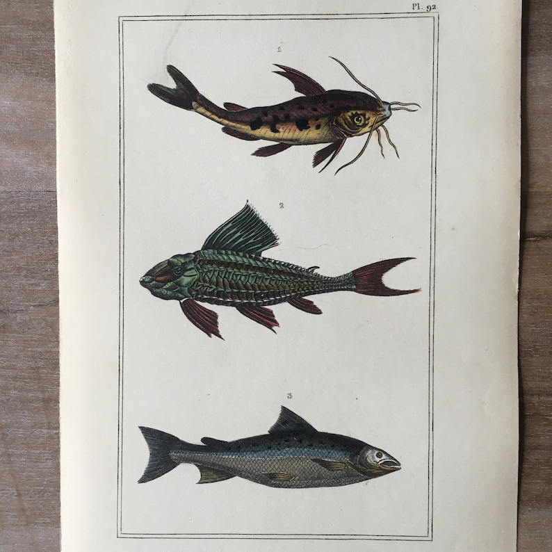 bagrid catfish print Salmon fish underwater world fish decor vintage fish print 1835 Fish engraving Original antique fish print