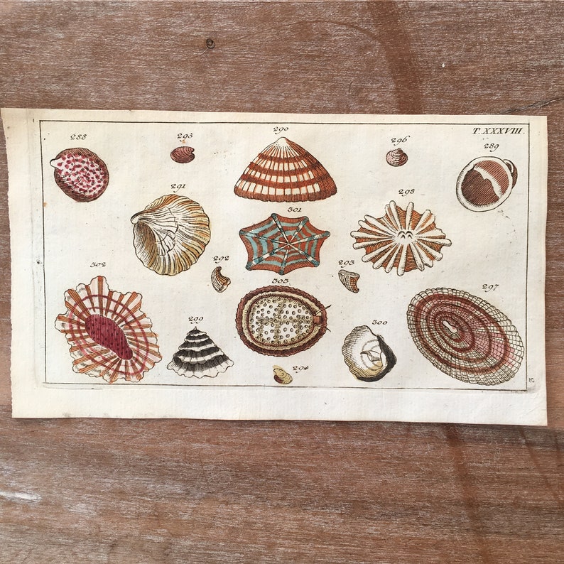 antique clam print Abalone oyster print shellfish print ocean sea life 1802 Clam Engraving Patella snail clam shell mussel print