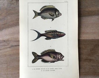 1835 Originaler antiker Fischstich mit Le Spare Mylio, Le Spare Bilode, Vintage-Fischillustration