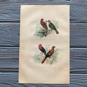 1853 Original Antique bird engraving with parrot, lory, Vintage bird illustration, Hand Colored, 6x10 inches