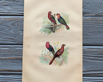 1853 Grabado original de pájaro antiguo con loro, lori, ilustración de pájaro vintage, coloreado a mano, 6x10 pulgadas