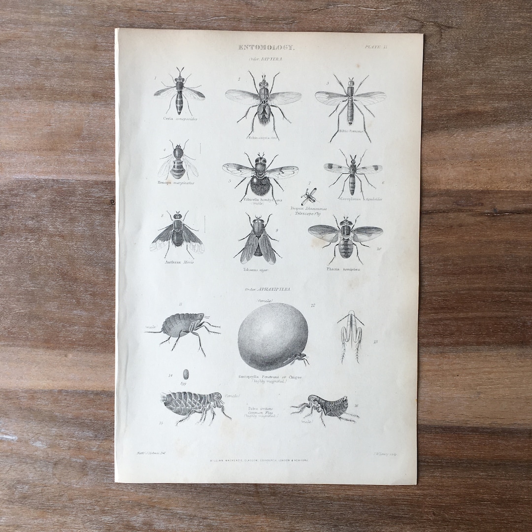 1865 Original Antique Entomology Engraving With Flies Print, Biting ...