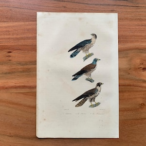 May include: Antique print featuring three detailed illustrations of birds of prey. Each bird is perched on a branch, showcasing a variety of colors including brown, blue, and white. The print has a vintage aesthetic.