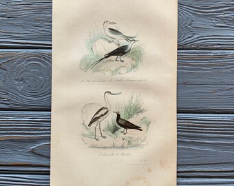 1853 Original Antique bird engraving with Pied avocet, noddy, Vintage seabird illustration, Hand Colored, 6x10 inches