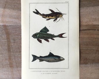 1835 Antiker Fischstich, Lachsfisch, Bagrid-Wels-Illustration, Originaldruck aus dem 19. Jahrhundert
