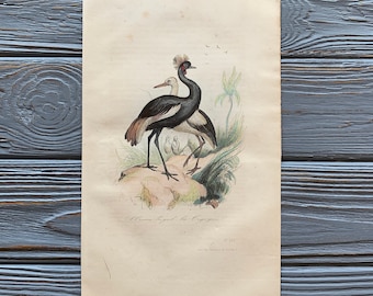 1853 Original Antique bird engraving with stork, crowned crane, Vintage bird illustration, Hand Colored, 6x10 inches