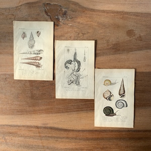 May include: Three vintage illustrations of seashells, each with a different species. The illustrations are in black and white with brown and beige accents. The illustrations are labeled with French text.