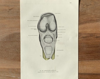 1962 Vintage Medical Print, Syndesmology Print, Joints and Articulations, Anatomy art print, Human Ligaments Print, Knee Muscle Joint Print