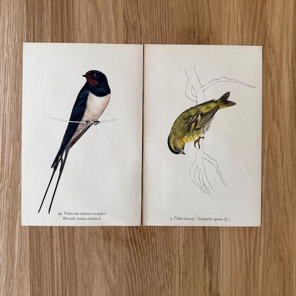 1938 Set of 2 Bird prints, Eurasian siskin, Barn swallow, Swift Print, Linnet Print, Original Antique Print