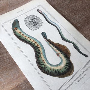 May include: A vintage illustration of two lampreys, a type of fish, with detailed markings and colours. The illustration is from a book titled "Histoire Naturelle des Poissons" and includes the text "Petromizon Lampee. 2. Ouverture de. 3. Le Planter."