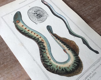 1835 魚の彫刻、オリジナルのアンティーク魚のプリント