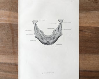 1962 Vintage Medical Print, Osteology Print, Human Body Print, Anatomy art print, Human Skull Print, structure of bones, jawbone print