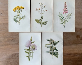 1905 Originele botanische antieke Chromolithograph set van 5, Sainfoin Print, Burdock Print, Water Fig Wort, Tansy Print, Minimalistische Botany
