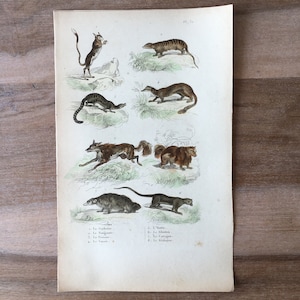 1835 Original antike Gravur, Naturgeschichte – Springmaus, Mungo, Fossa, Wolverine-Illustration