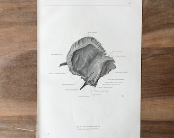 Impressão médica vintage de 1962, impressão de osteologia, impressão de corpo humano, impressão de arte de anatomia, impressão de esqueleto humano, estrutura de ossos, osso temporal