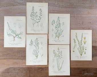 1882 Antikes Botanisches Lithographie-Set von 6 | Vintage Heilpflanzen-Drucke | Minimalistische botanische Illustrationen Wandkunst