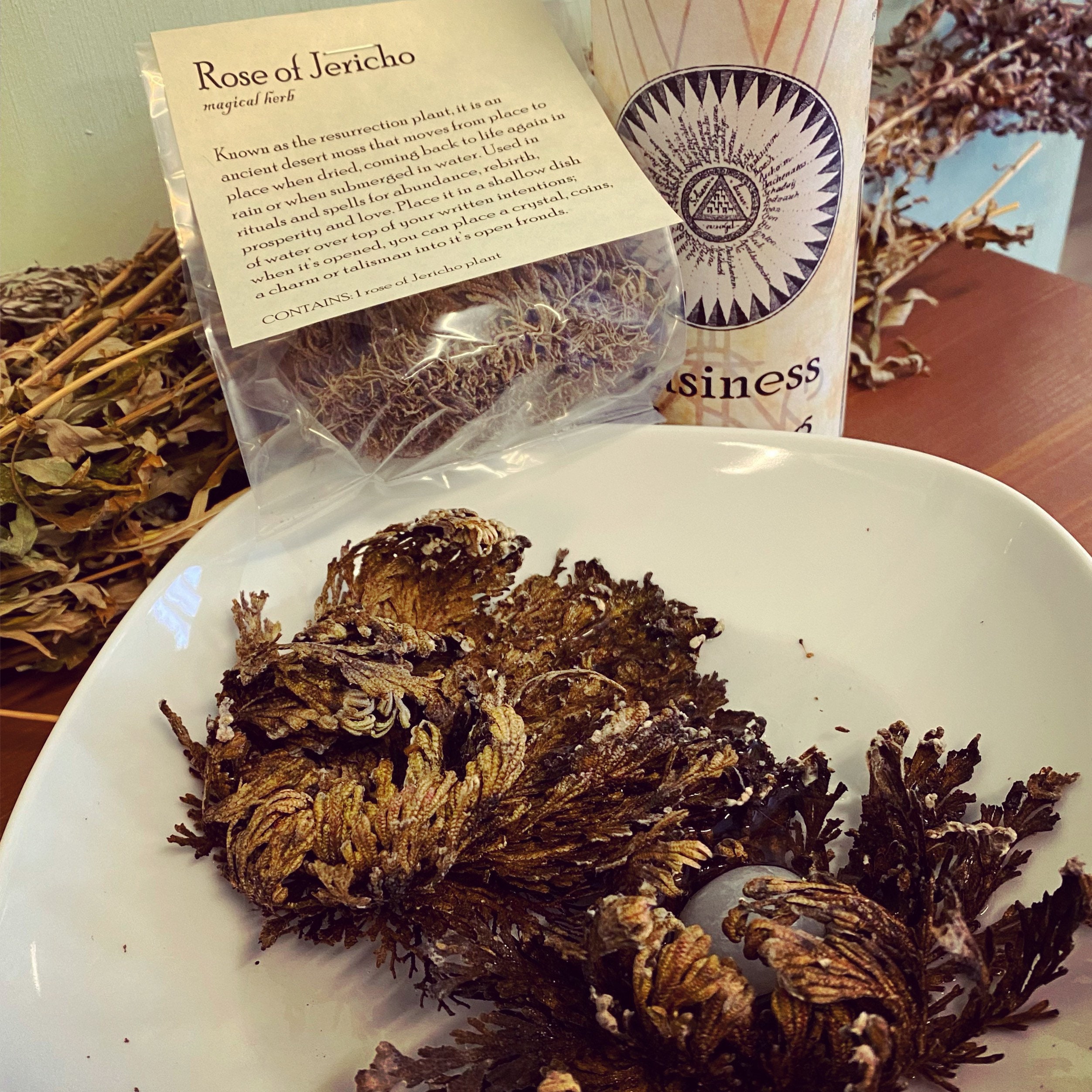 Rose of Jericho