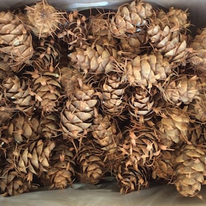 Douglas Fir Pine Cones-craft supplies,holiday or natural decor, florist crafts,raw material, rustic, Christmas wreaths or centerpiece