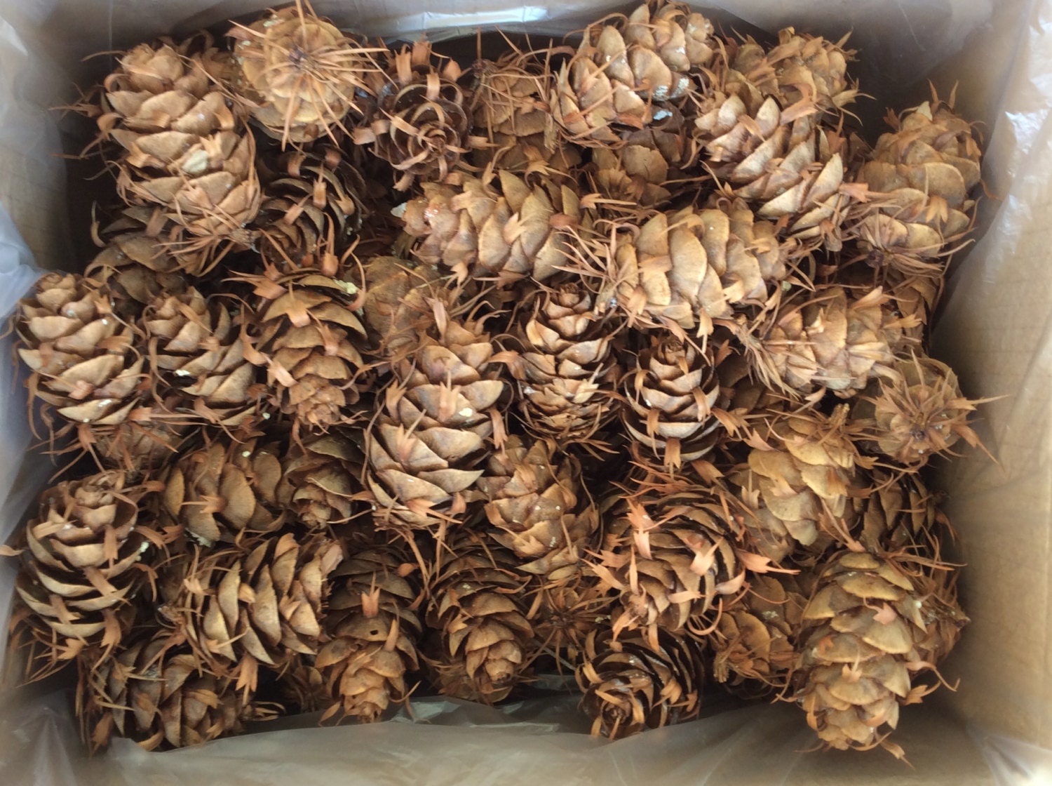 10-24 Decoration Pinecones, Small Pinecones for Crafting, Meduim Pinecones,  Large Pinecones, Crafting Pinecones, Fairy Garden, Diy Foraging 