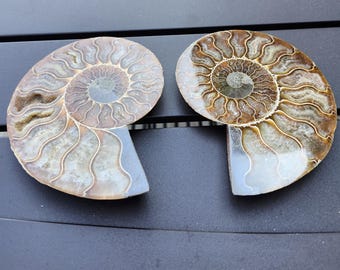 アモナイト化石 ペア スタンド付き amn-07.jpg