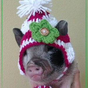 Crochet hat for mini pigs, small pet clothing, chihuahua hats, small dog hats, hats for pigs, pet clothes, small animal clothing, photo prop