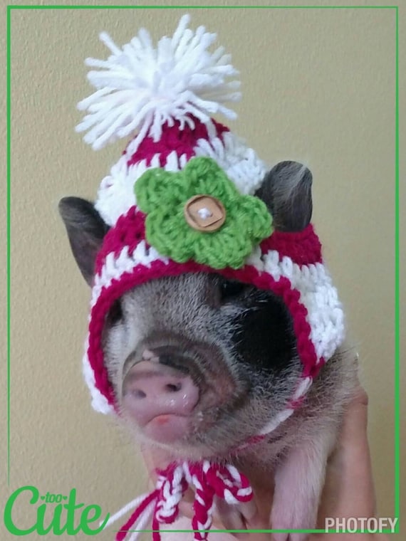 Crochet Hat for Mini Pigs, Small Pet Clothing, Chihuahua Hats
