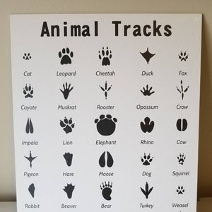 Animal Tracks Print, Nature print, Canvas art, Montessori Material, Educational Print, Educational art, nursery art, home decor, tracking