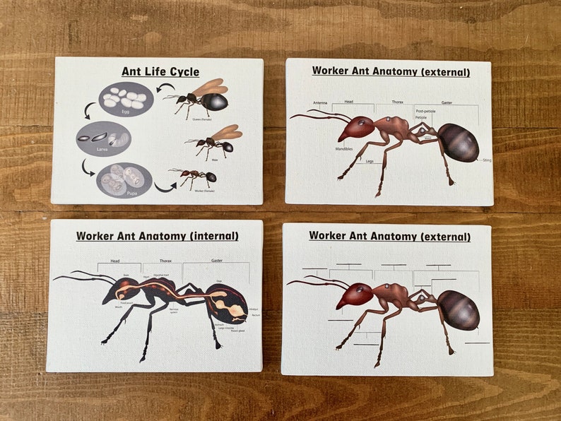 Interactive Ant Learning Unit, Learn About Ants, Ant Colony Tray ...