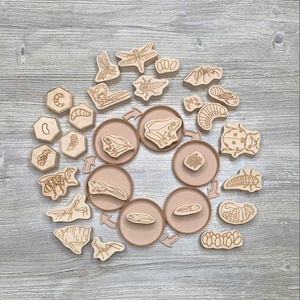 May include: Wooden life cycle puzzle pieces featuring a dragonfly, frog, ladybug, and bee. Each piece shows the different stages of the insect's life cycle, from egg to adult.