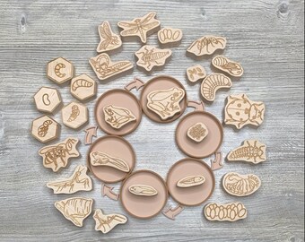 Wooden Insect Life Cycle Sets,  Bug lifecycle sets,  Wooden bug manipulatives, Sensory Play educational materials, Gift for kids under 20