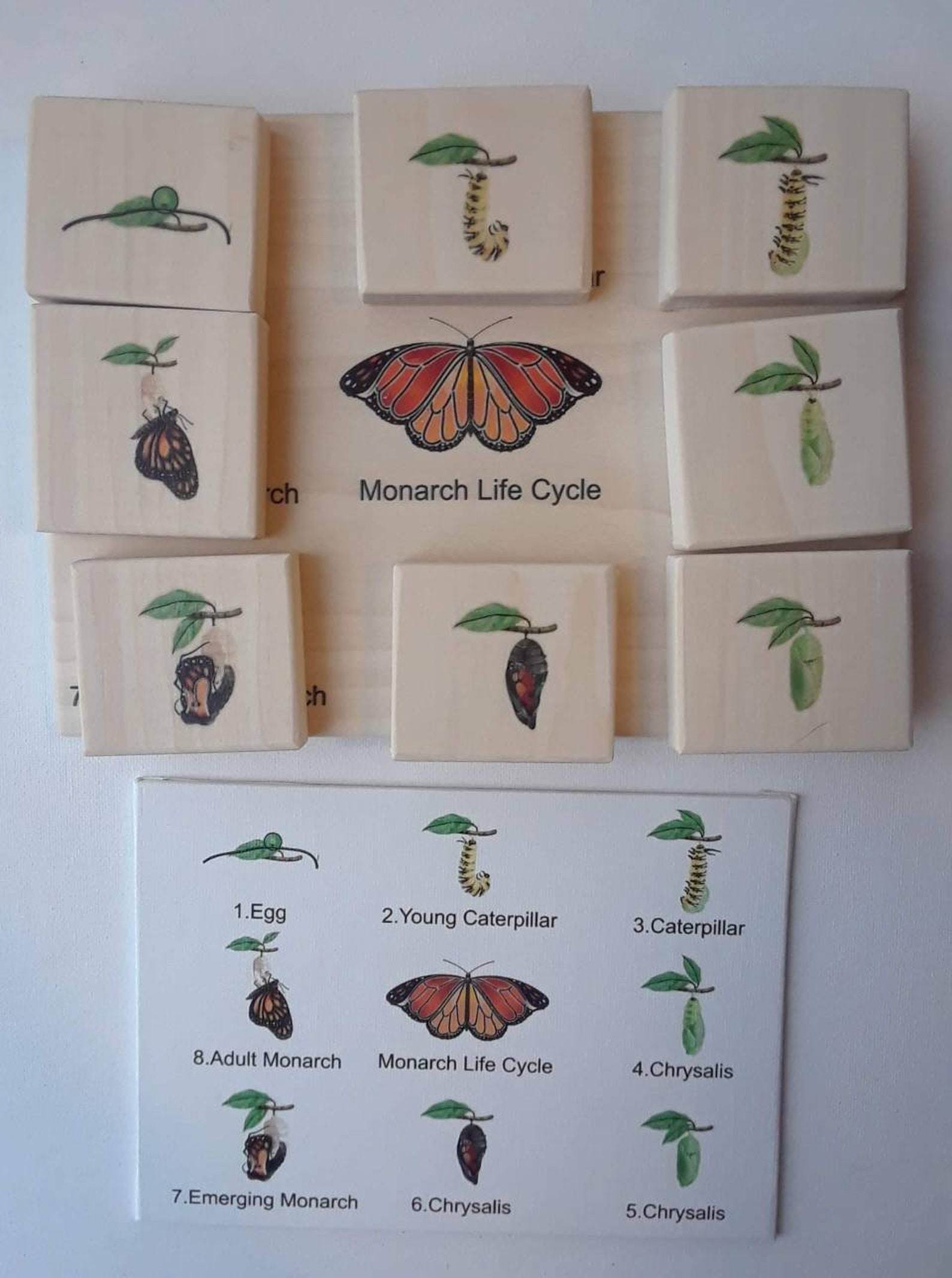 Life cycle of a monarch butterfly learning kit Montessori Etsy