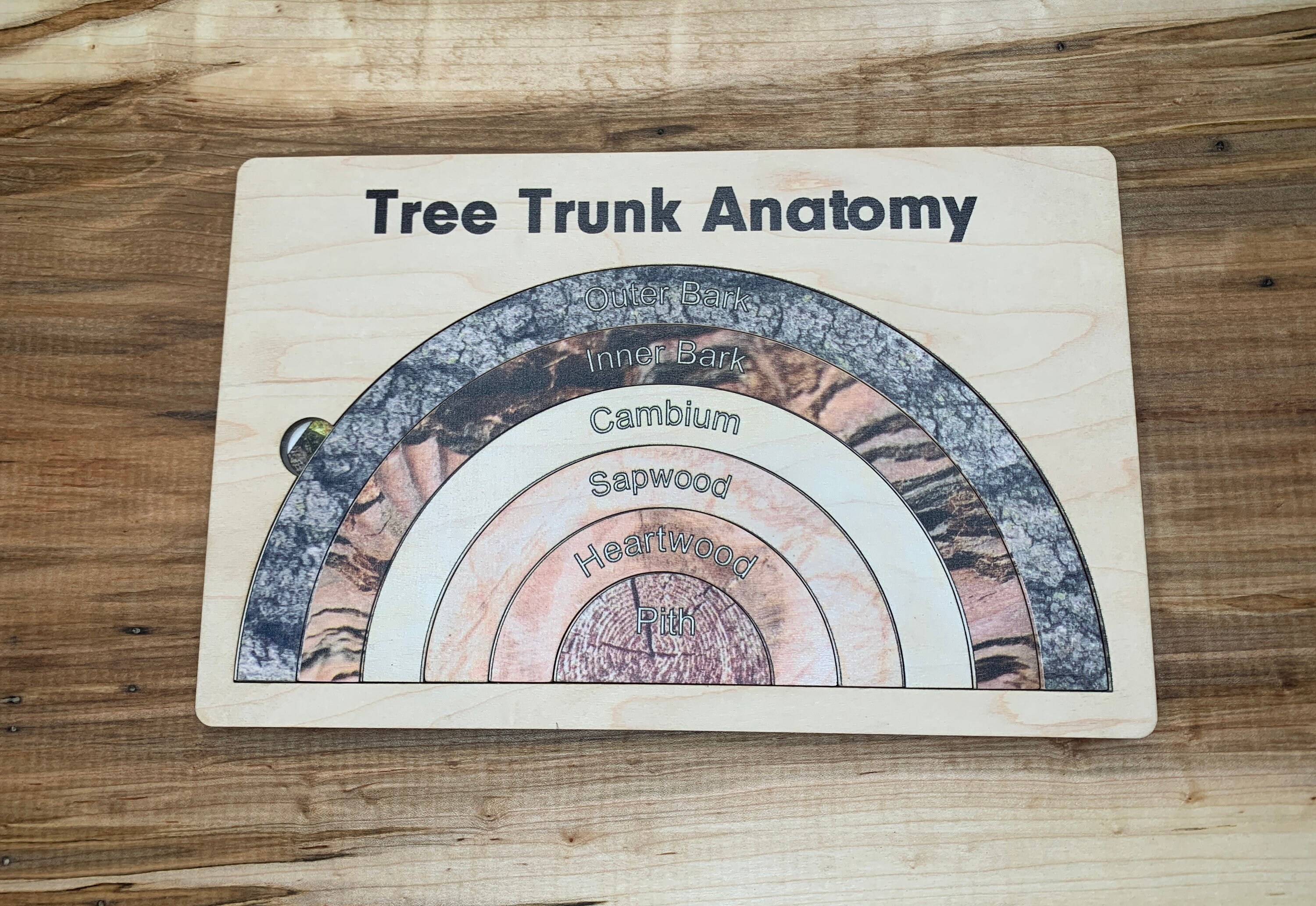 Anatomy of a Tree Trunk Puzzle Montessori Wood Study Etsy