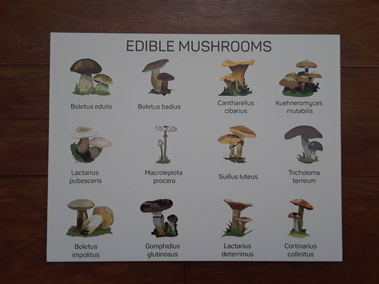 Mushroom poster, mushroom field guide, canvas print, montessori materials, kids room decor ...