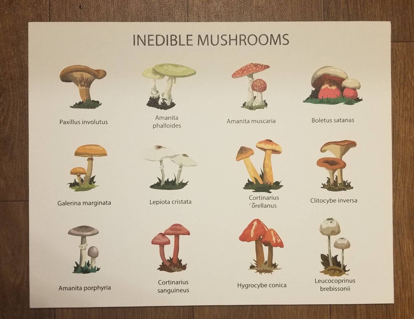 Mushroom poster, mushroom field guide, canvas print, montessori