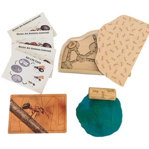 Interactive Ant Learning Unit, Learn About Ants, Ant Colony Tray ...